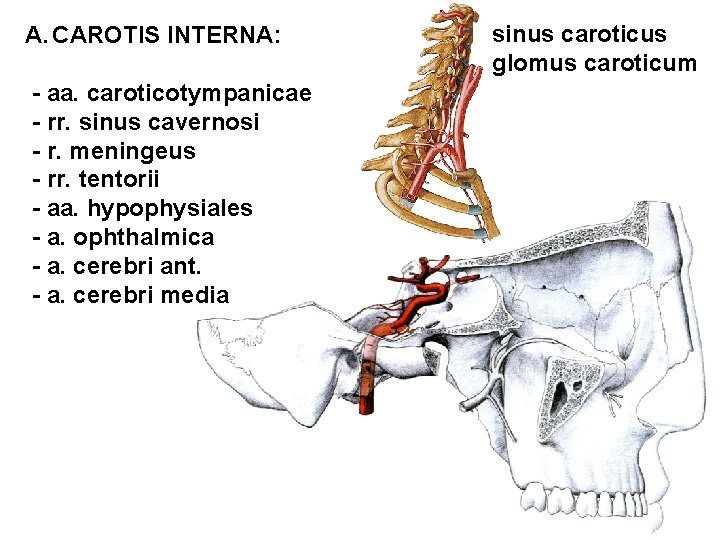 A. CAROTIS INTERNA: - aa. caroticotympanicae - rr. sinus cavernosi - r. meningeus -