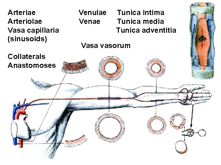 Arteriae Arteriolae Vasa capillaria (sinusoids) Collaterals Anastomoses Venulae Venae Tunica intima Tunica media Tunica