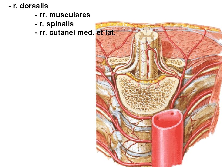 - r. dorsalis - rr. musculares - r. spinalis - rr. cutanei med. et