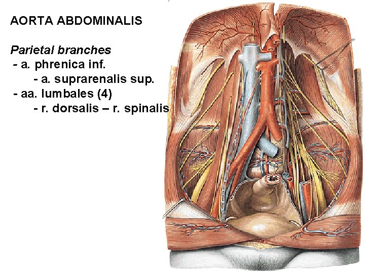AORTA ABDOMINALIS Parietal branches - a. phrenica inf. - a. suprarenalis sup. - aa.
