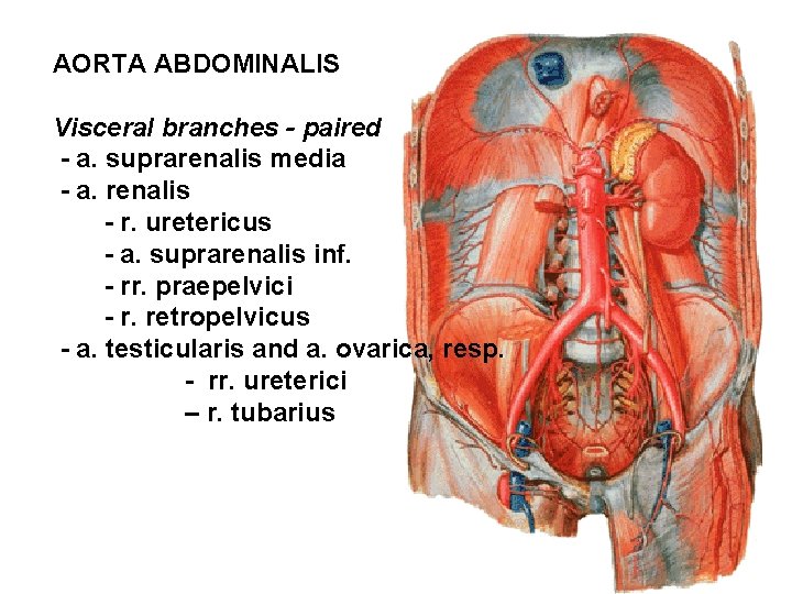 AORTA ABDOMINALIS Visceral branches - paired - a. suprarenalis media - a. renalis -