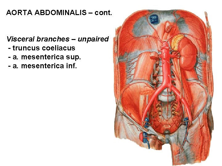 AORTA ABDOMINALIS – cont. Visceral branches – unpaired - truncus coeliacus - a. mesenterica