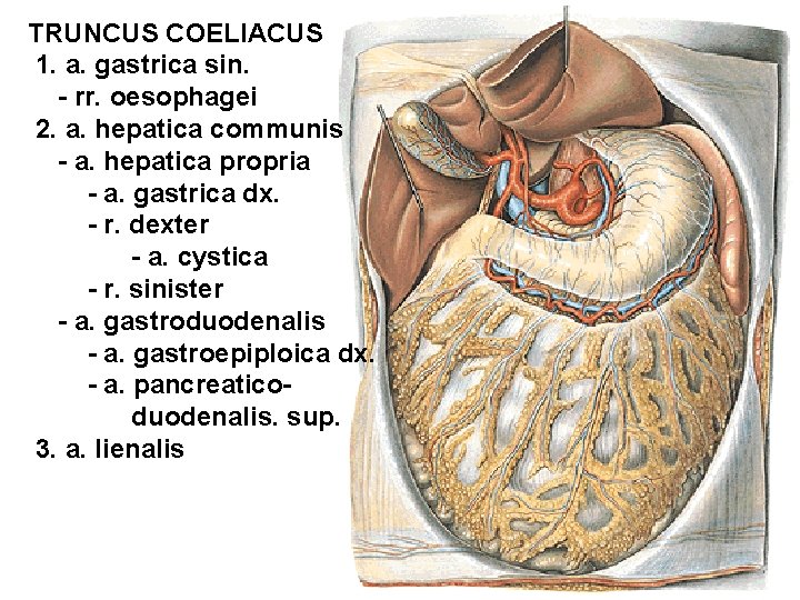 TRUNCUS COELIACUS 1. a. gastrica sin. - rr. oesophagei 2. a. hepatica communis -