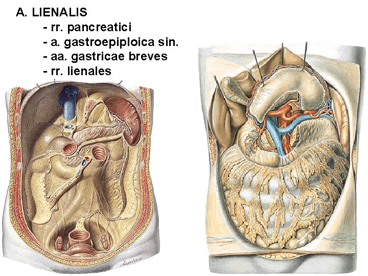 A. LIENALIS - rr. pancreatici - a. gastroepiploica sin. - aa. gastricae breves -