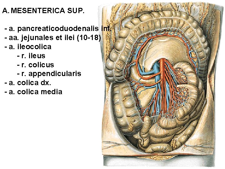 A. MESENTERICA SUP. - a. pancreaticoduodenalis inf. - aa. jejunales et ilei (10 -18)