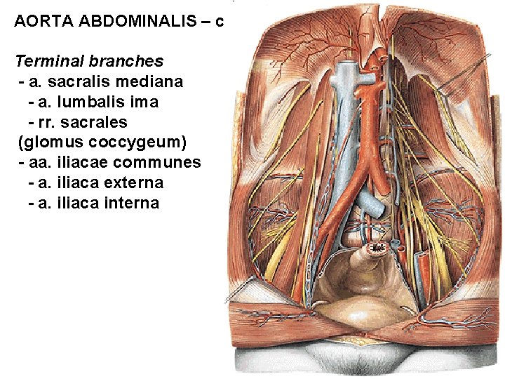 AORTA ABDOMINALIS – cont. Terminal branches - a. sacralis mediana - a. lumbalis ima