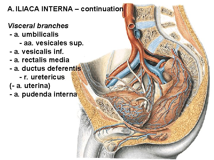 A. ILIACA INTERNA – continuation Visceral branches - a. umbilicalis - aa. vesicales sup.