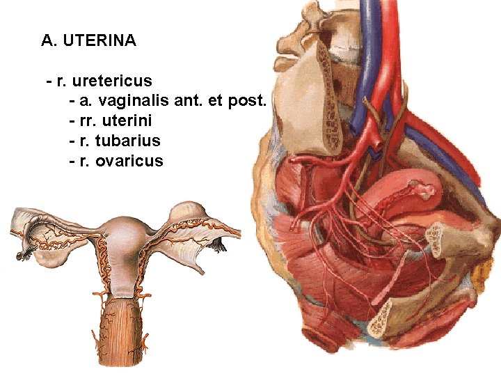 A. UTERINA - r. uretericus - a. vaginalis ant. et post. - rr. uterini