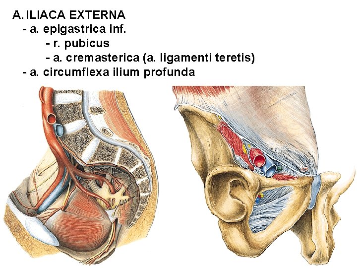 A. ILIACA EXTERNA - a. epigastrica inf. - r. pubicus - a. cremasterica (a.