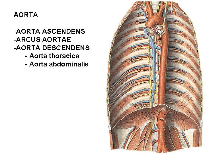 AORTA -AORTA ASCENDENS -ARCUS AORTAE -AORTA DESCENDENS - Aorta thoracica - Aorta abdominalis 