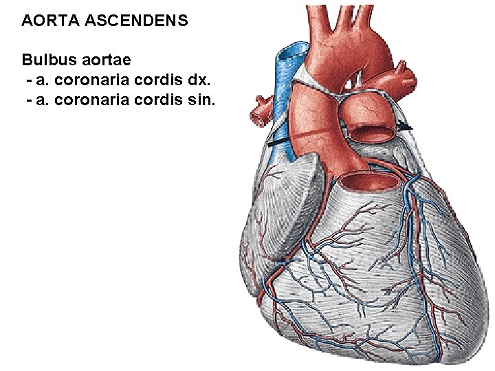 AORTA ASCENDENS Bulbus aortae - a. coronaria cordis dx. - a. coronaria cordis sin.