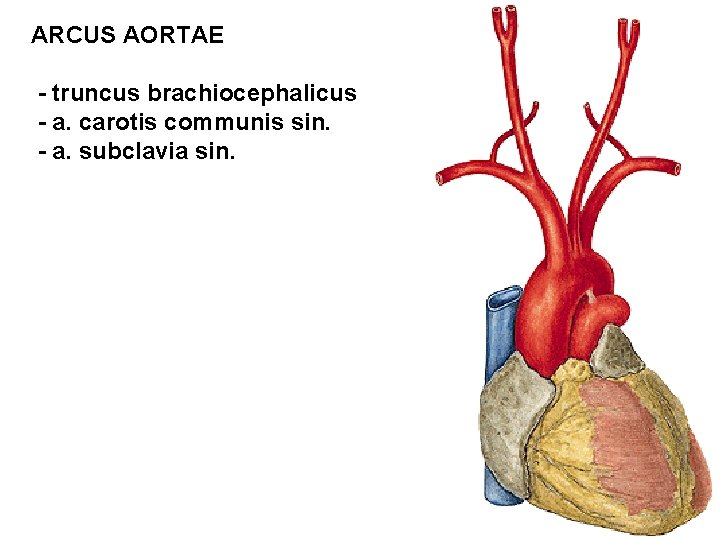 ARCUS AORTAE - truncus brachiocephalicus - a. carotis communis sin. - a. subclavia sin.