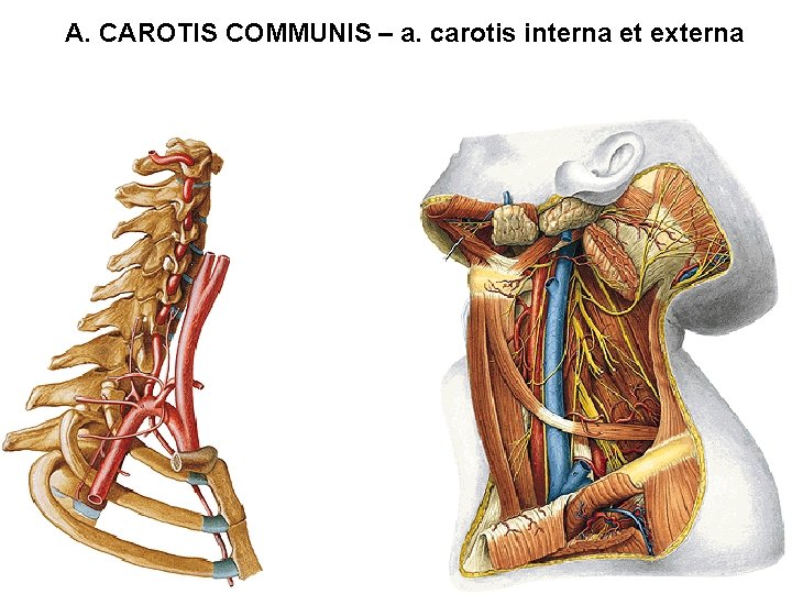 A. CAROTIS COMMUNIS – a. carotis interna et externa 
