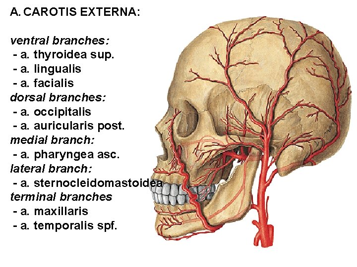 A. CAROTIS EXTERNA: ventral branches: - a. thyroidea sup. - a. lingualis - a.