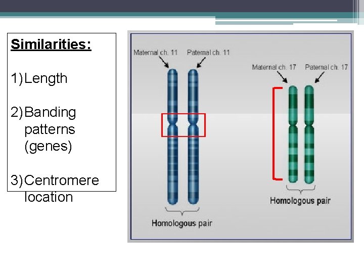 Similarities: 1) Length 2) Banding patterns (genes) 3) Centromere location 