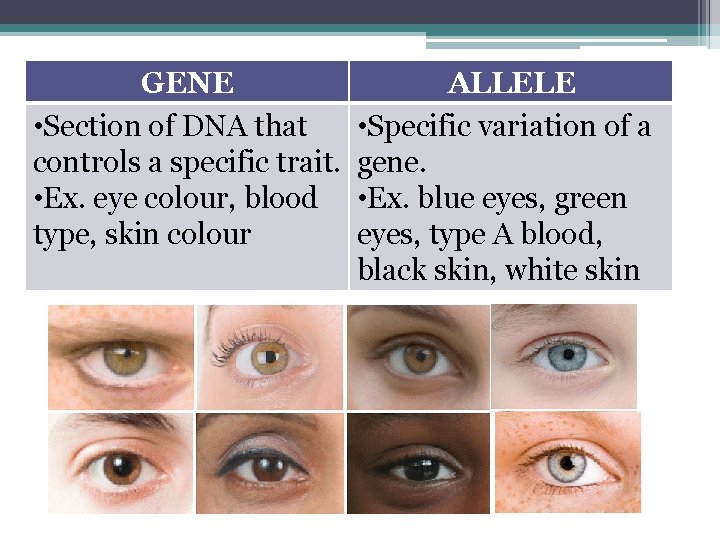 GENE • Section of DNA that controls a specific trait. • Ex. eye colour,