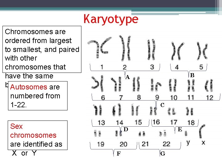 Karyotype Chromosomes are ordered from largest to smallest, and paired with other chromosomes that