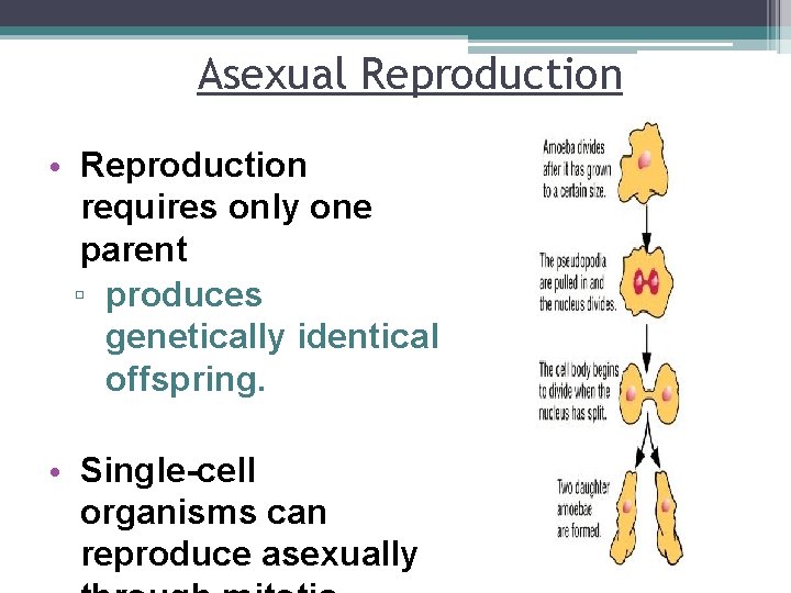 Asexual Reproduction • Reproduction requires only one parent ▫ produces genetically identical offspring. •