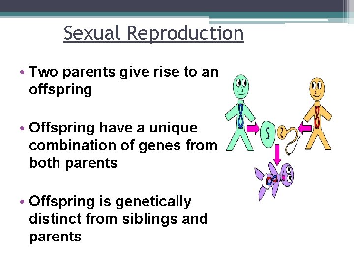 Sexual Reproduction • Two parents give rise to an offspring • Offspring have a