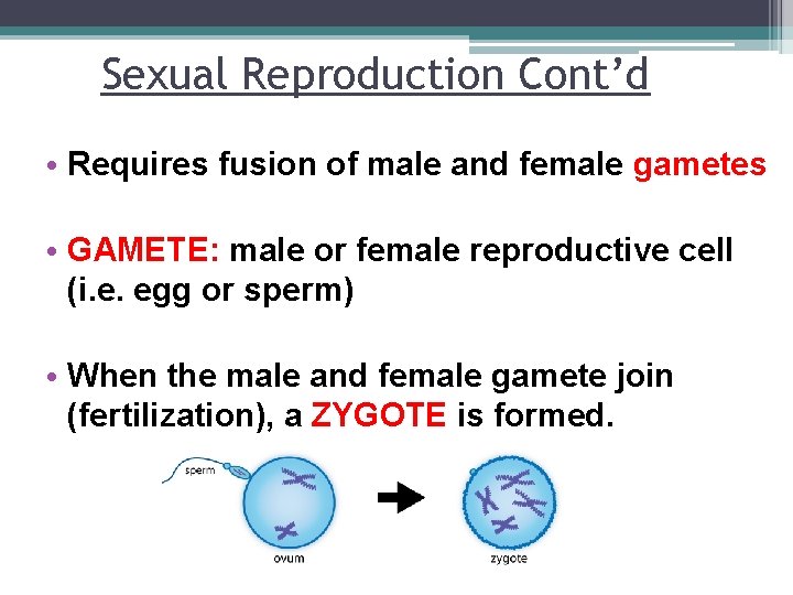 Sexual Reproduction Cont’d • Requires fusion of male and female gametes • GAMETE: male