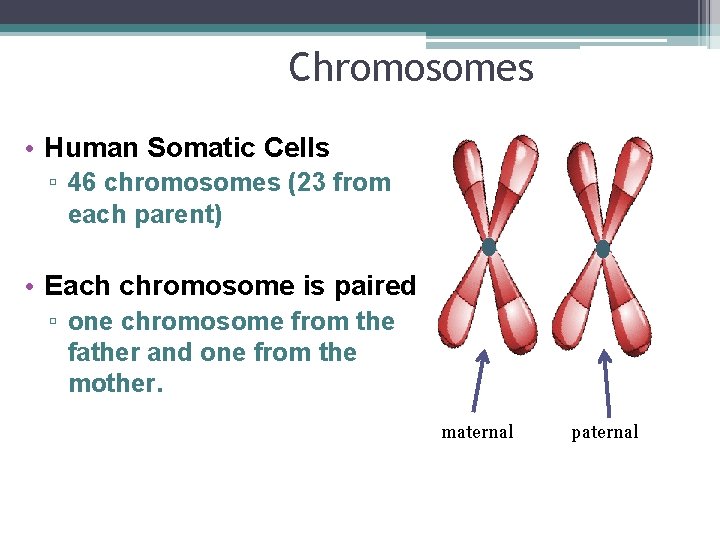 Chromosomes • Human Somatic Cells ▫ 46 chromosomes (23 from each parent) • Each