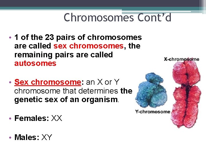 Chromosomes Cont’d • 1 of the 23 pairs of chromosomes are called sex chromosomes,