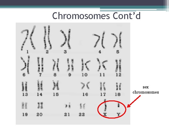 Chromosomes Cont’d sex chromosomes 