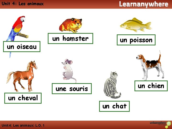 Unit 4: Les animaux un oiseau un hamster un poisson un chien une souris