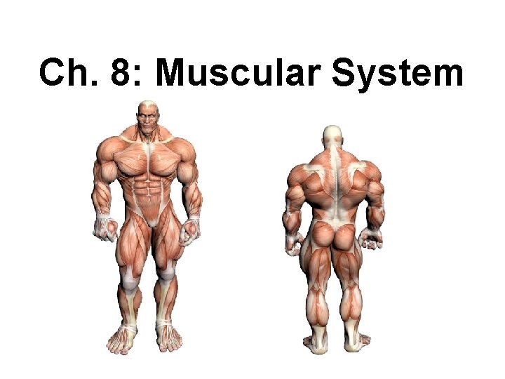 Ch. 8: Muscular System Ch. 8: Muscular System