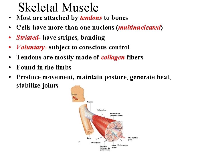 • • Skeletal Muscle Most are attached by tendons to bones Cells have • • Skeletal Muscle Most are attached by tendons to bones Cells have