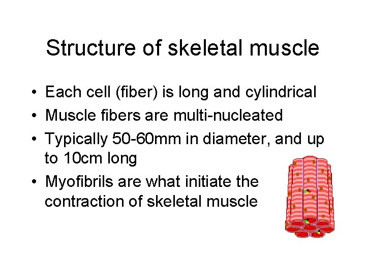 Structure of skeletal muscle • Each cell (fiber) is long and cylindrical • Muscle Structure of skeletal muscle • Each cell (fiber) is long and cylindrical • Muscle