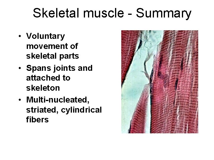 Skeletal muscle - Summary • Voluntary movement of skeletal parts • Spans joints and Skeletal muscle - Summary • Voluntary movement of skeletal parts • Spans joints and