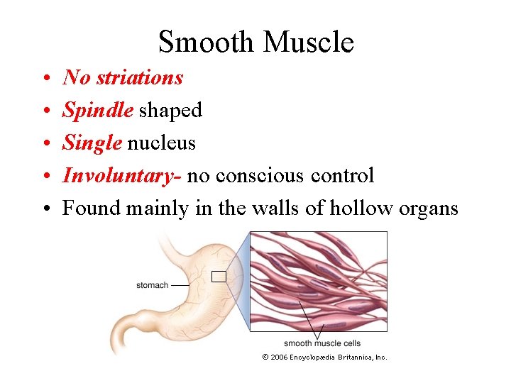 Smooth Muscle • • • No striations Spindle shaped Single nucleus Involuntary- no conscious Smooth Muscle • • • No striations Spindle shaped Single nucleus Involuntary- no conscious