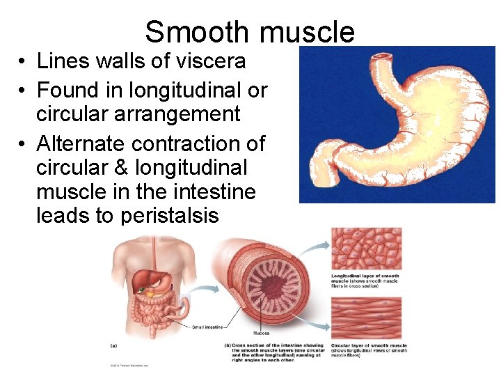 Smooth muscle • Lines walls of viscera • Found in longitudinal or circular arrangement Smooth muscle • Lines walls of viscera • Found in longitudinal or circular arrangement