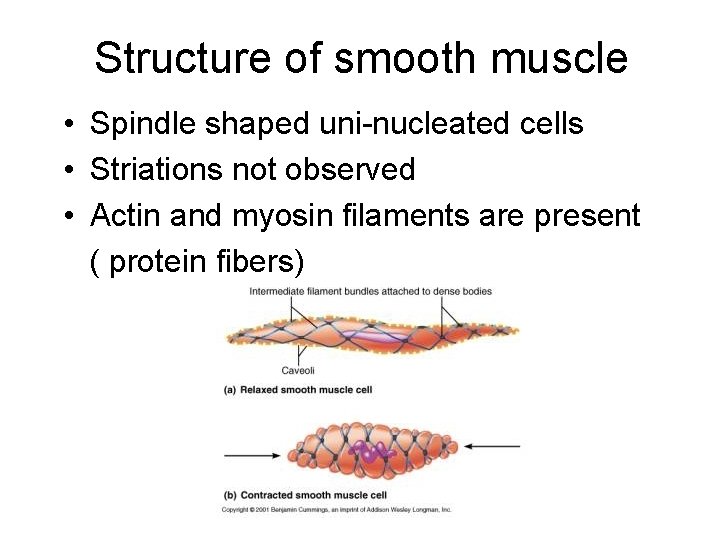 Structure of smooth muscle • Spindle shaped uni-nucleated cells • Striations not observed • Structure of smooth muscle • Spindle shaped uni-nucleated cells • Striations not observed •