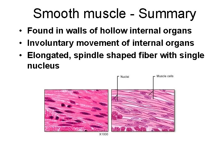 Smooth muscle - Summary • Found in walls of hollow internal organs • Involuntary Smooth muscle - Summary • Found in walls of hollow internal organs • Involuntary