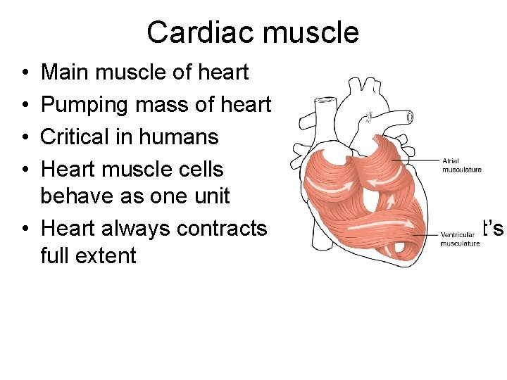 Cardiac muscle • • Main muscle of heart Pumping mass of heart Critical in Cardiac muscle • • Main muscle of heart Pumping mass of heart Critical in