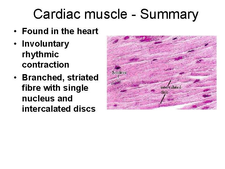 Cardiac muscle - Summary • Found in the heart • Involuntary rhythmic contraction • Cardiac muscle - Summary • Found in the heart • Involuntary rhythmic contraction •
