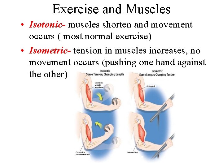Exercise and Muscles • Isotonic- muscles shorten and movement occurs ( most normal exercise) Exercise and Muscles • Isotonic- muscles shorten and movement occurs ( most normal exercise)