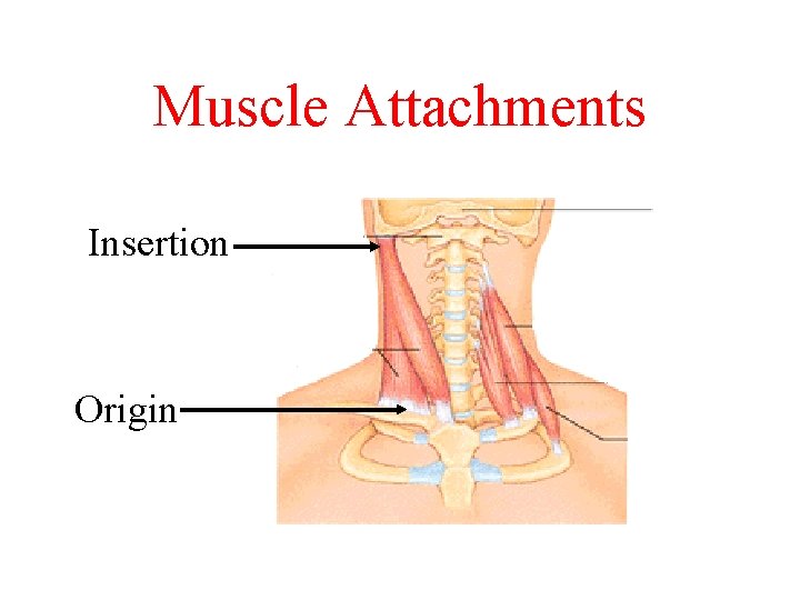 Muscle Attachments Insertion Origin Muscle Attachments Insertion Origin