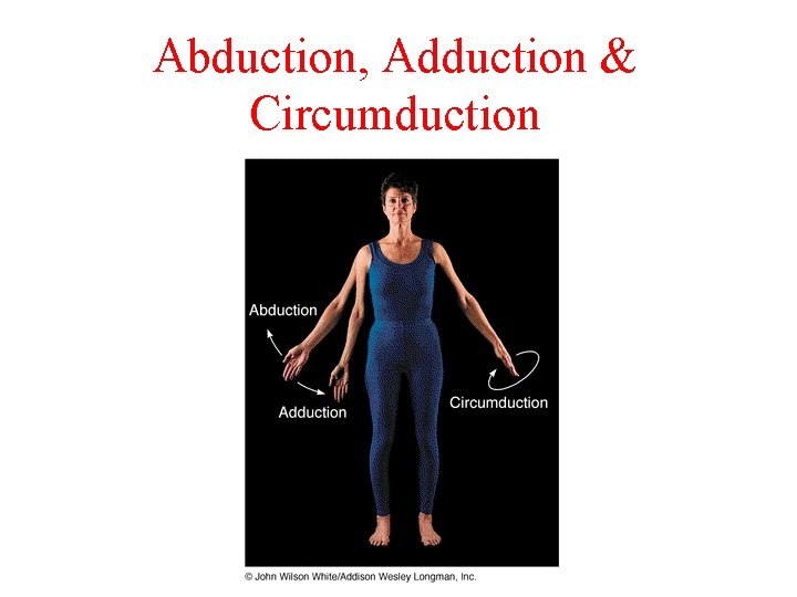 Abduction, Adduction & Circumduction Abduction, Adduction & Circumduction