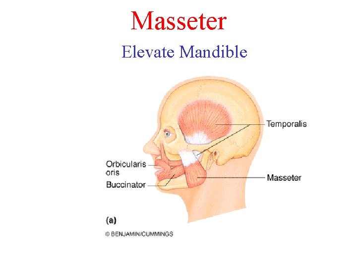 Masseter Elevate Mandible Masseter Elevate Mandible