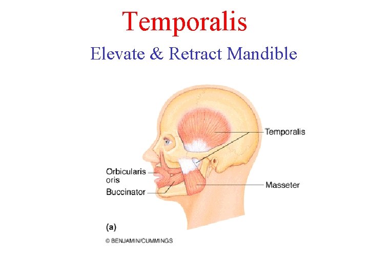 Temporalis Elevate & Retract Mandible Temporalis Elevate & Retract Mandible