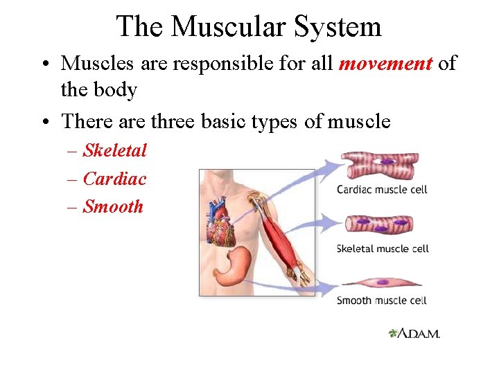 The Muscular System • Muscles are responsible for all movement of the body • The Muscular System • Muscles are responsible for all movement of the body •