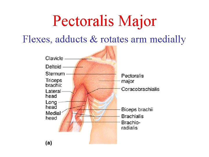 Pectoralis Major Flexes, adducts & rotates arm medially Pectoralis Major Flexes, adducts & rotates arm medially