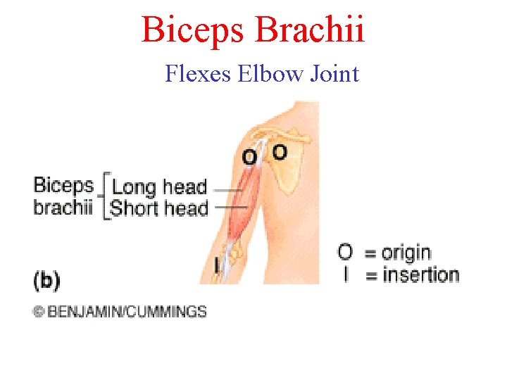 Biceps Brachii Flexes Elbow Joint Biceps Brachii Flexes Elbow Joint