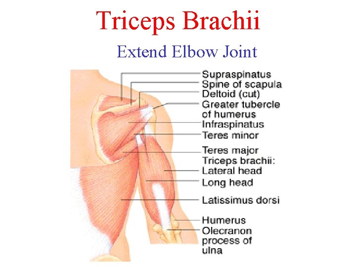 Triceps Brachii Extend Elbow Joint Triceps Brachii Extend Elbow Joint