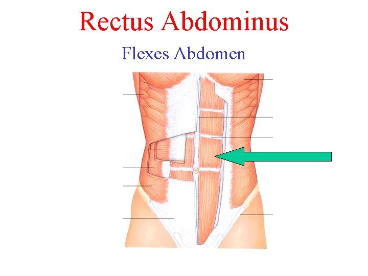 Rectus Abdominus Flexes Abdomen Rectus Abdominus Flexes Abdomen