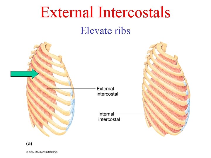 External Intercostals Elevate ribs External Intercostals Elevate ribs