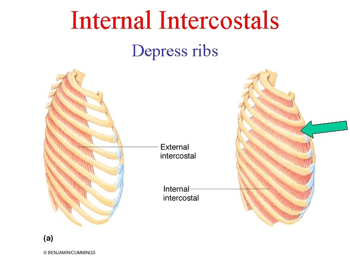 Internal Intercostals Depress ribs Internal Intercostals Depress ribs